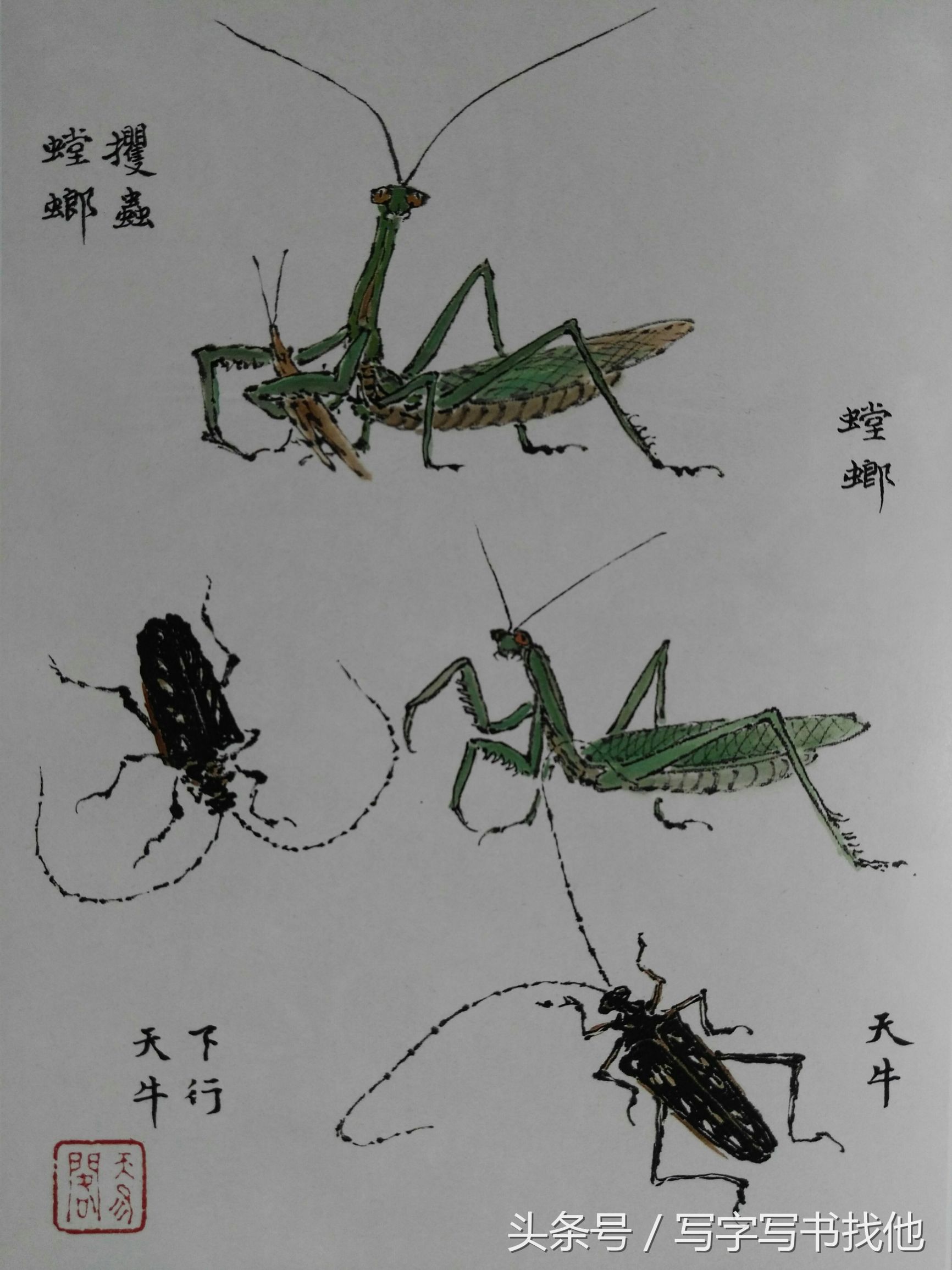 蝴蝶飞蛾蜻蜓蚱蜢螳螂蝉等怎么画？根下苔草怎么点缀