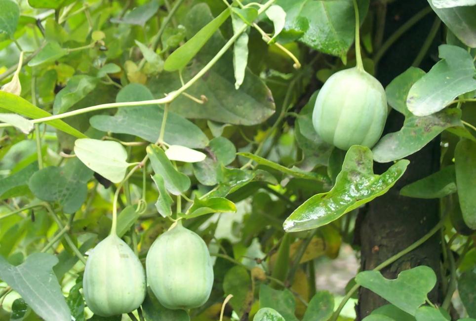 大烟果的功效与作用-我的快乐小窝