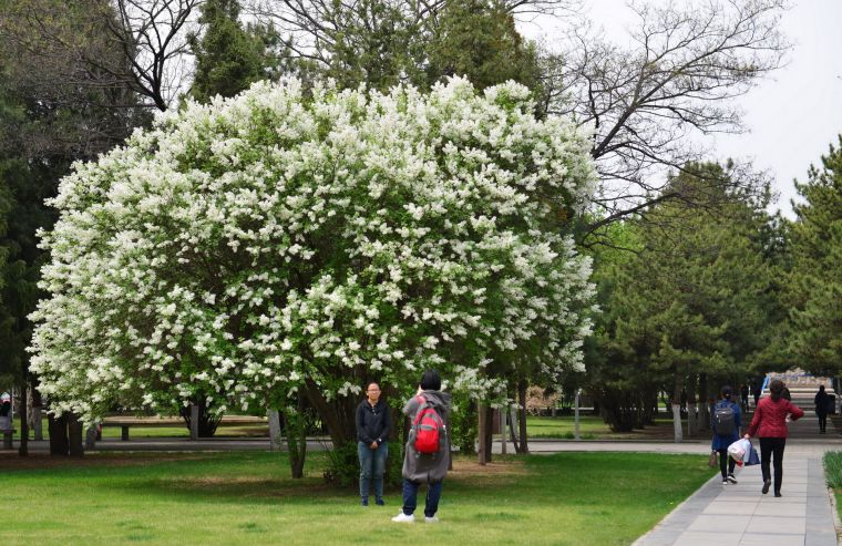 丁香花绽放 香满校园