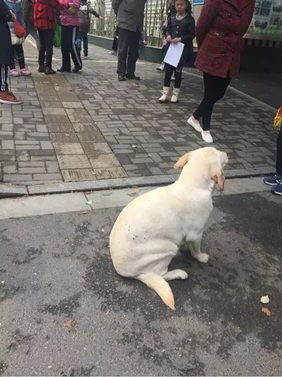 大学校园里流浪狗生宝宝，学生们的做法，让人感受到世界真情！