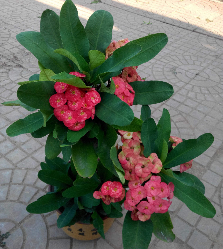 虎刺梅别称铁海棠,花期长红色苞片,鲜艳夺目,花语倔强坚贞忠诚