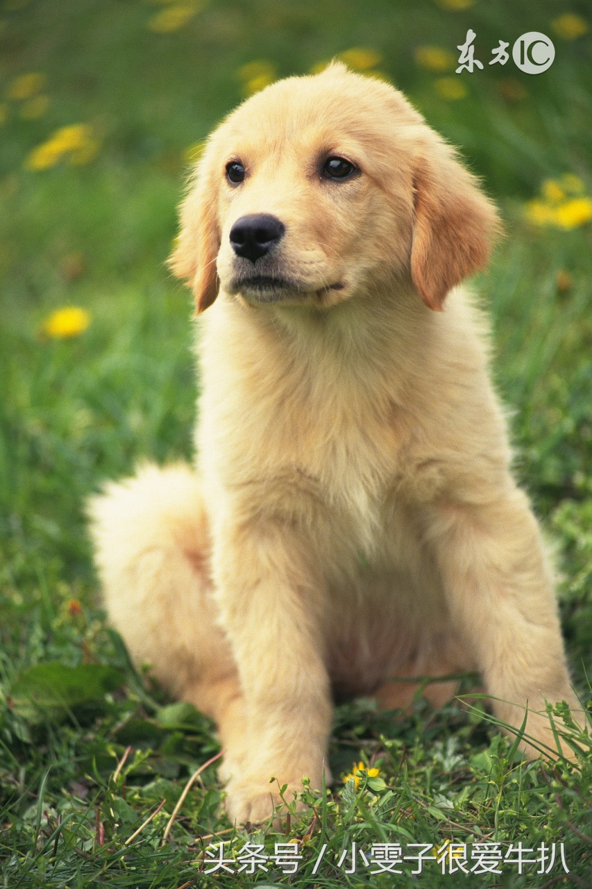 狗狗在梦中出现了,梦到狗屎,运气好到爆