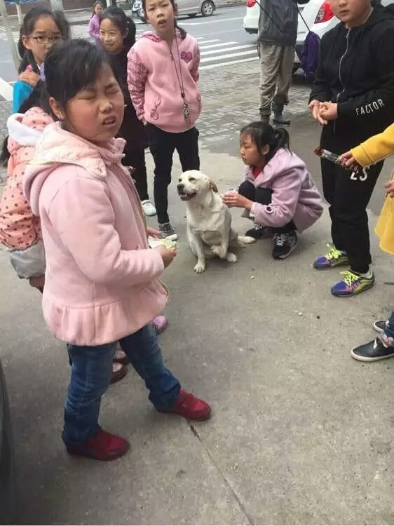 大学校园里流浪狗生宝宝，学生们的做法，让人感受到世界真情！