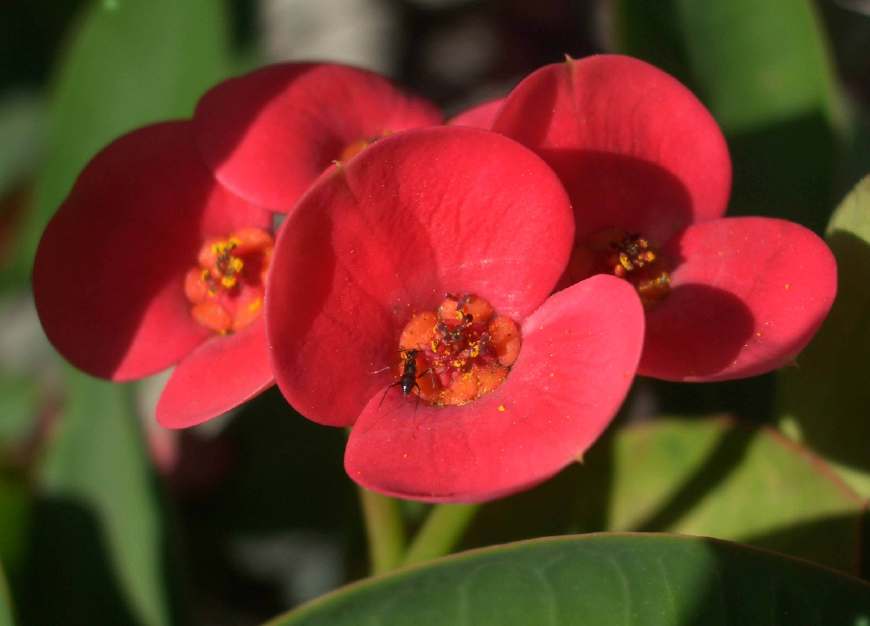 虎刺梅别称铁海棠,花期长红色苞片,鲜艳夺目,花语倔强坚贞忠诚