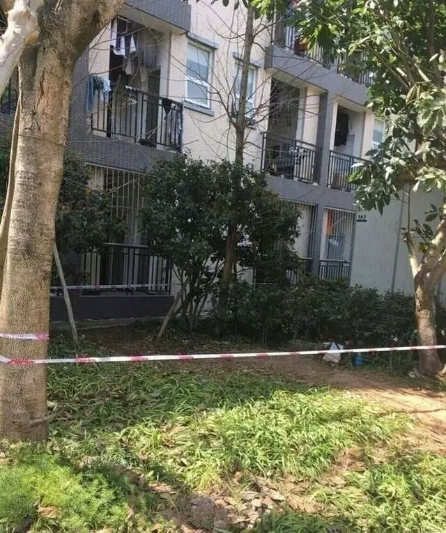 大学校园里流浪狗生宝宝，学生们的做法，让人感受到世界真情！