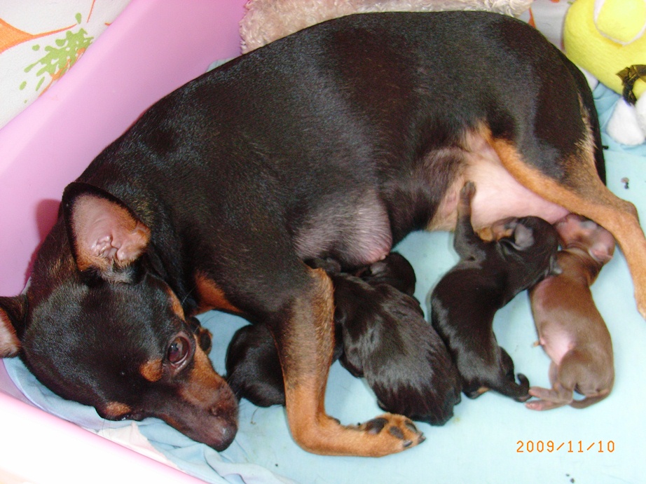 大学校园里流浪狗生宝宝，学生们的做法，让人感受到世界真情！