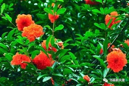 名家题咏石榴花诗词十六首：微雨过，小荷翻，榴花开欲燃