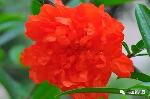 名家题咏石榴花诗词十六首：微雨过，小荷翻，榴花开欲燃