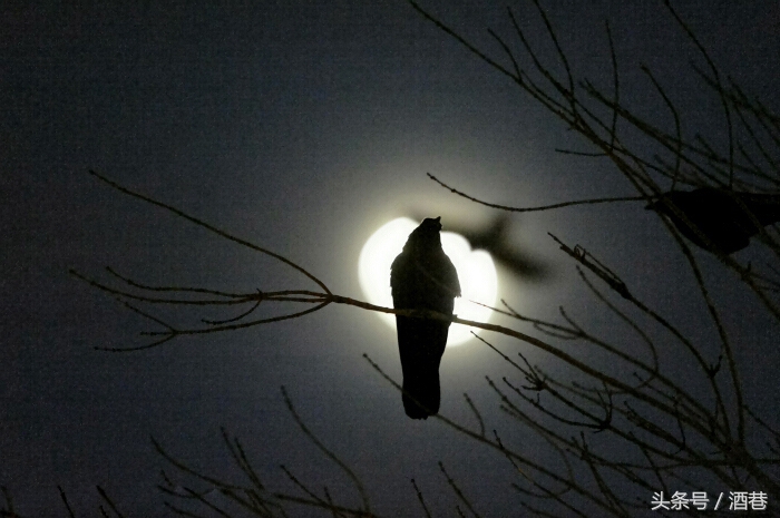 多是在黑暗中出现的动物,经常带动恐怖的气氛,所以很多人梦到乌鸦,都