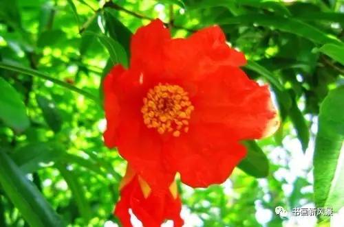 名家题咏石榴花诗词十六首：微雨过，小荷翻，榴花开欲燃