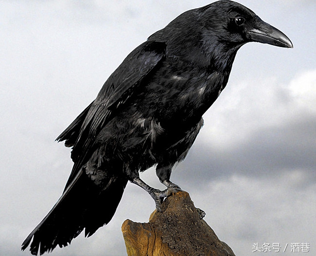 多是在黑暗中出现的动物,经常带动恐怖的气氛,所以很多人梦到乌鸦,都