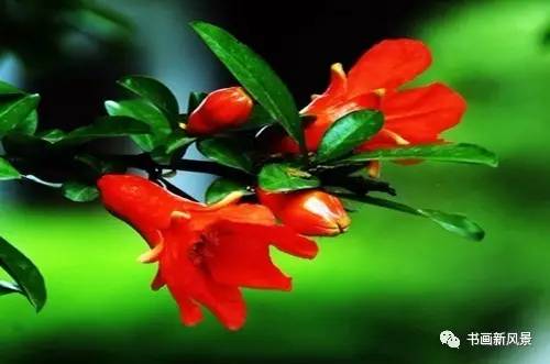 名家题咏石榴花诗词十六首：微雨过，小荷翻，榴花开欲燃