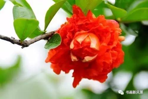 名家题咏石榴花诗词十六首：微雨过，小荷翻，榴花开欲燃