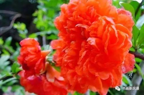 名家题咏石榴花诗词十六首：微雨过，小荷翻，榴花开欲燃