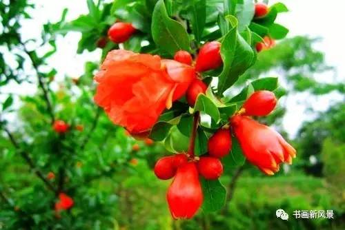 名家题咏石榴花诗词十六首：微雨过，小荷翻，榴花开欲燃