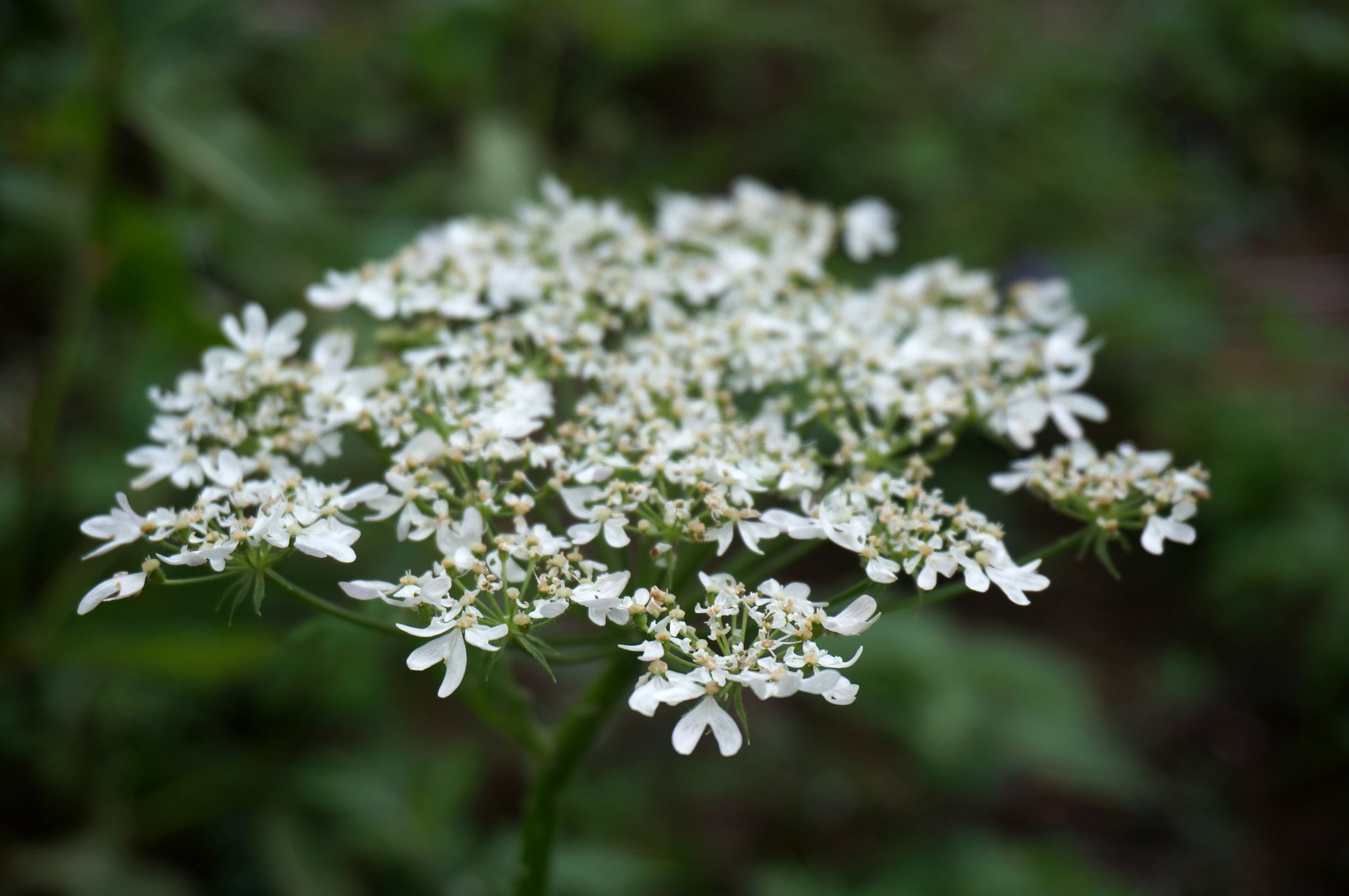 祛风湿止痛之独活:配伍经验