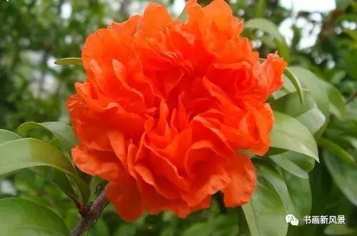 名家题咏石榴花诗词十六首：微雨过，小荷翻，榴花开欲燃