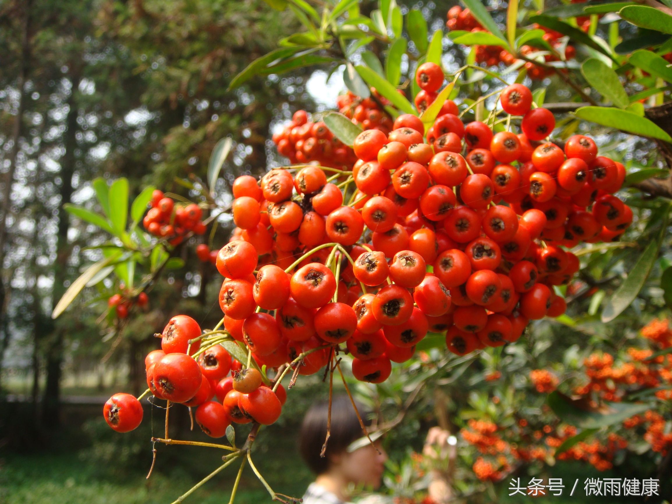 珍珠果图片功效与作用-我的快乐小窝