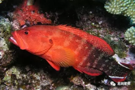 石斑魚種類,石斑魚種類名稱及圖片