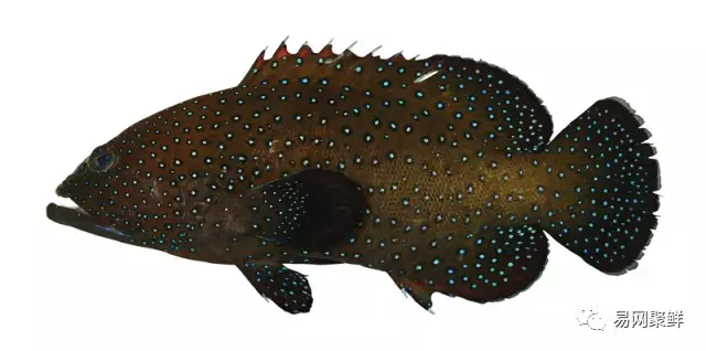 石斑魚種類,石斑魚種類名稱及圖片