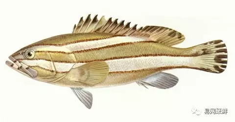 石斑鱼种类,石斑鱼种类名称及图片