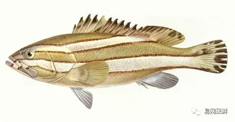 石斑魚種類,石斑魚種類名稱及圖片