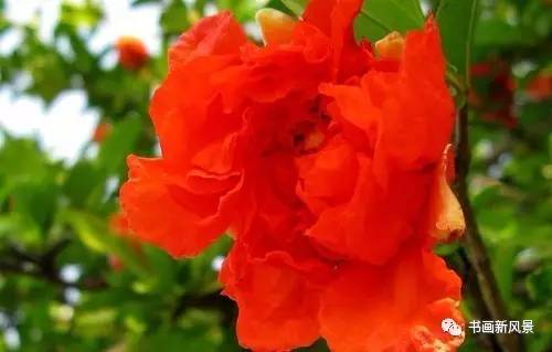 名家题咏石榴花诗词十六首：微雨过，小荷翻，榴花开欲燃