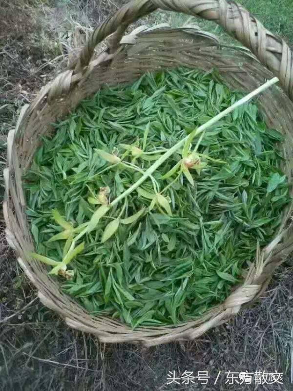 小花茶 故乡情