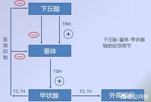 手把手带您解析五项甲状腺功能、三项甲状腺相关抗体含义