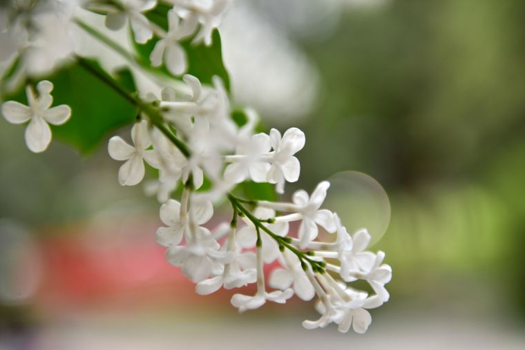 丁香花绽放 香满校园