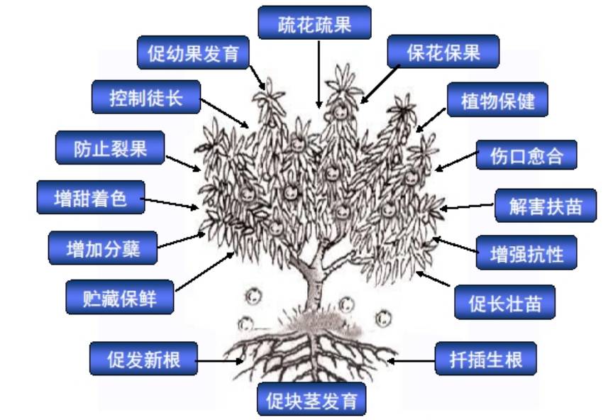 原来植物生长调节剂有这么多种类和作用