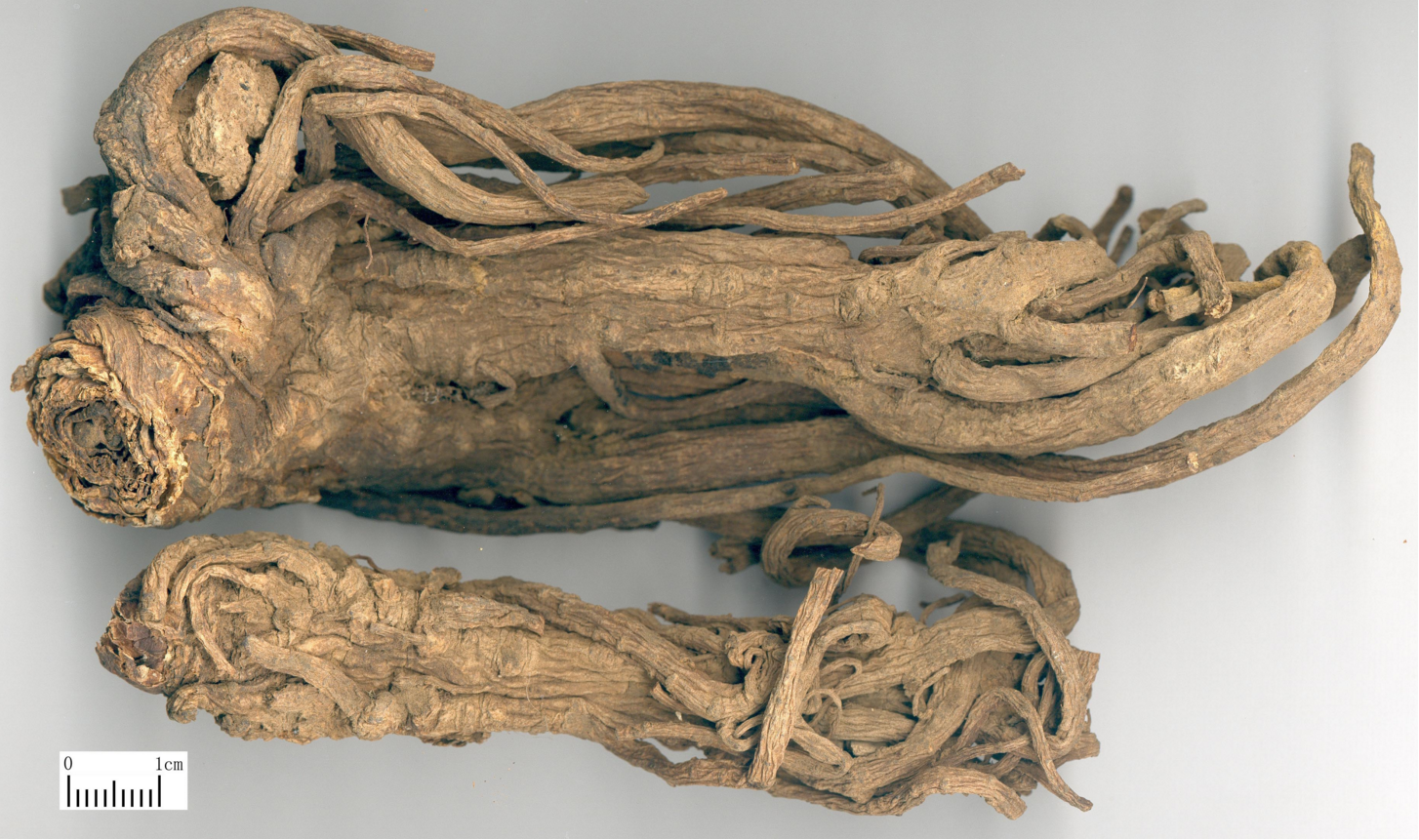 独活的功效与作用(祛风湿止痛之独活) - 行就行