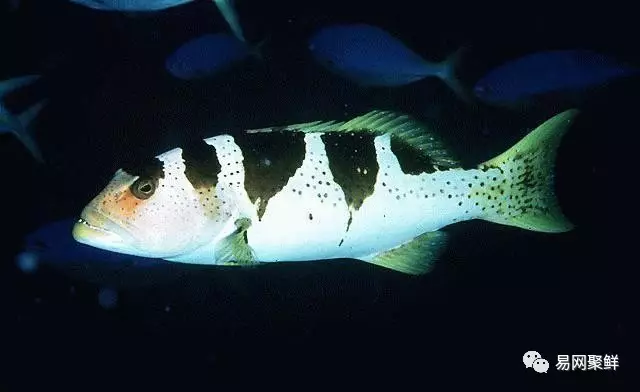 石斑魚種類,石斑魚種類名稱及圖片