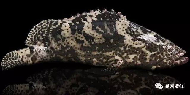 石斑魚種類,石斑魚種類名稱及圖片