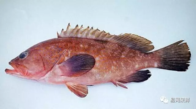 石斑魚種類,石斑魚種類名稱及圖片