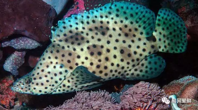 石斑魚種類,石斑魚種類名稱及圖片