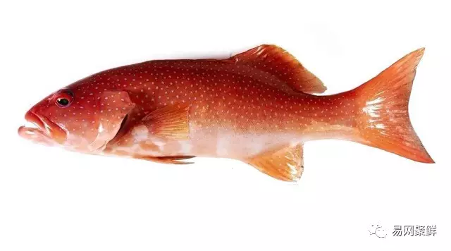 石斑魚種類,石斑魚種類名稱及圖片
