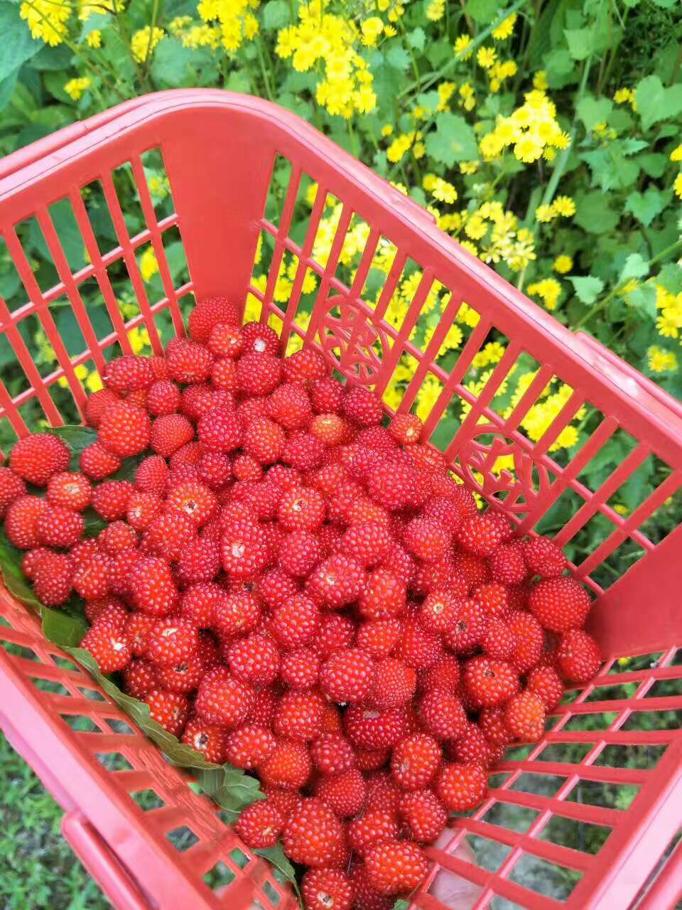 覆盆子和树莓的区别