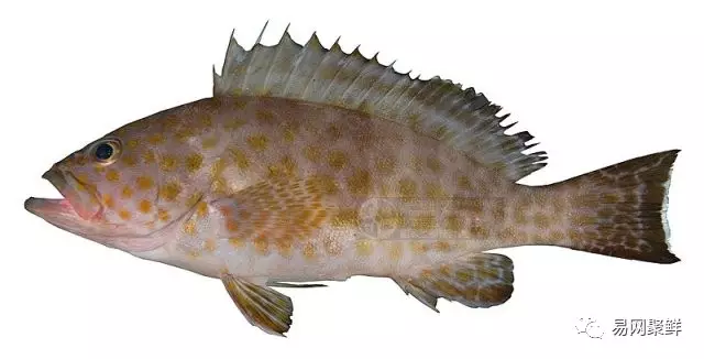 石斑魚種類,石斑魚種類名稱及圖片