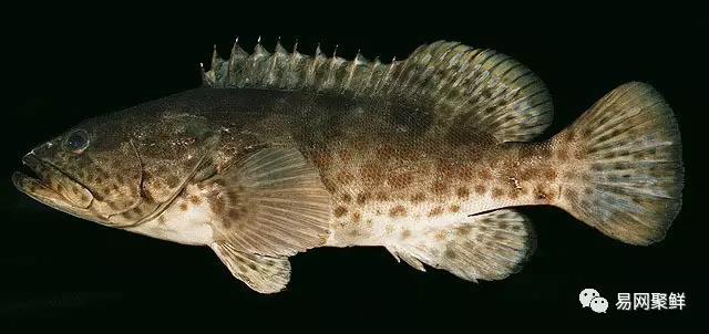 石斑魚種類,石斑魚種類名稱及圖片