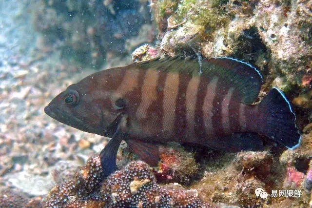 石斑魚種類,石斑魚種類名稱及圖片