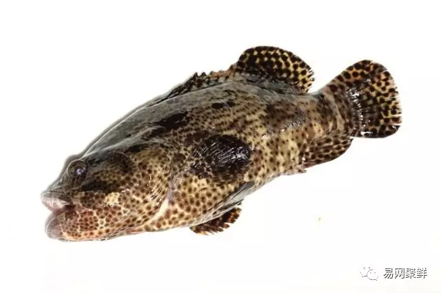 石斑魚種類,石斑魚種類名稱及圖片
