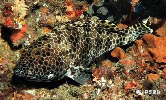 石斑魚種類,石斑魚種類名稱及圖片