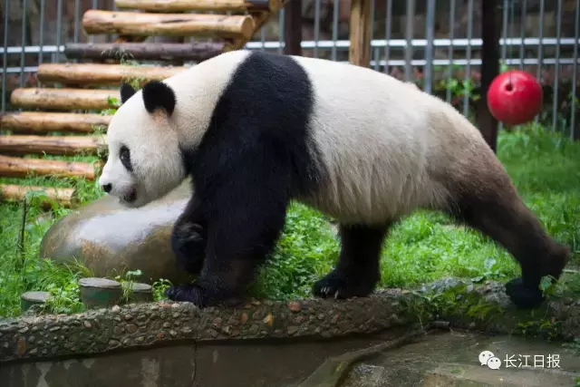 昨夜今晨，你错过了这些重要的武汉新闻！