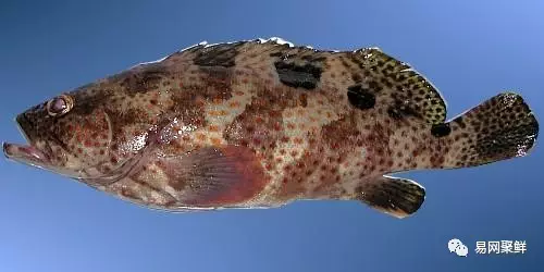 石斑鱼种类,石斑鱼种类名称及图片