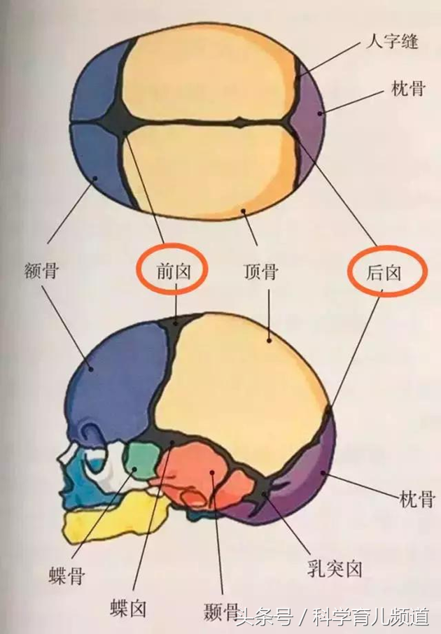 寶寶囟門不能碰?真是這樣還是危言聳聽?