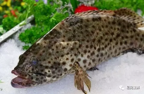 石斑魚種類,石斑魚種類名稱及圖片