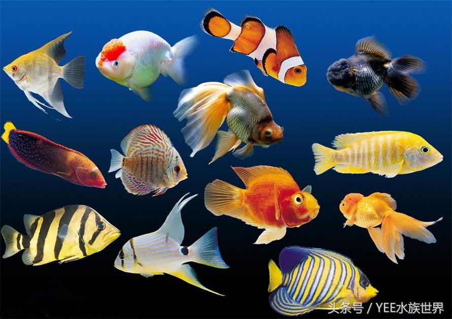 好繁殖的热带鱼排行榜(哪些热带鱼好饲养又好生养？热带鱼中的3种“铁鱼”)