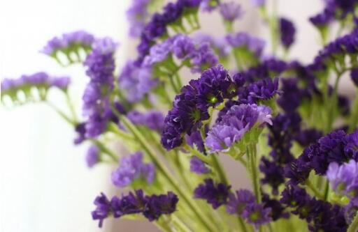 补血草花语是什么（寓意永恒的勿忘我补血草）