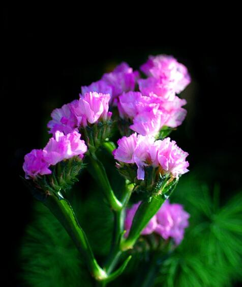 补血草花语是什么（寓意永恒的勿忘我补血草）